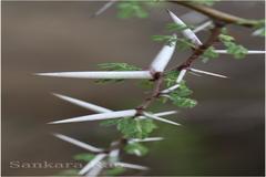 Acacia horrida